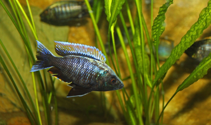 Copadichromis sp. 'firecrest' Gome